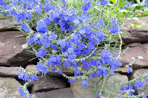 Salvia Azurea Var Grandiflora Pitcher Sage Care And Culture