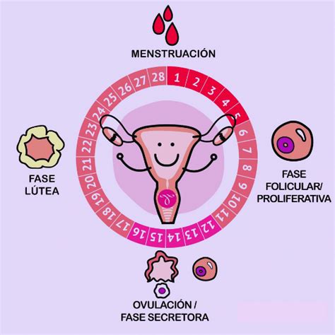 Etapas Del Ciclo Menstrual Dinami