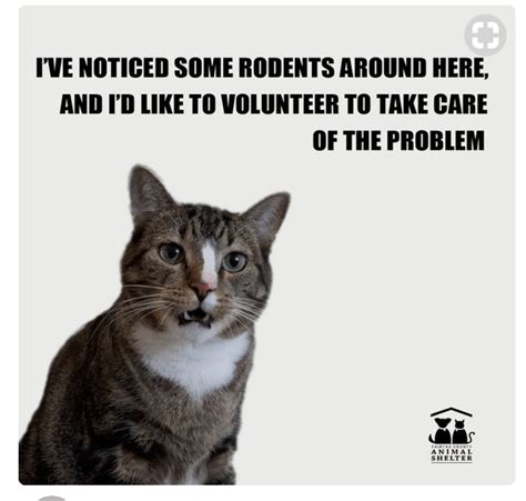 22 Clever Cat Adoption Ad Campaigns I Can Has Cheezburger