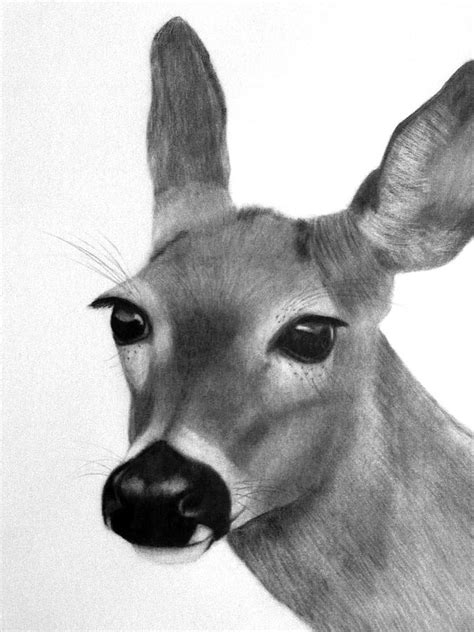 This animal mostly eat plant. White Tailed Doe Drawing by Susan Barwell