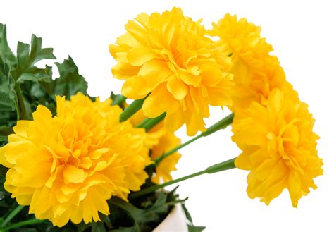 Fresh Marigold Flowers Isolated Png