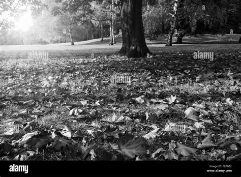Park Autumn Fall Tree Black And White Stock Photos And Images Alamy