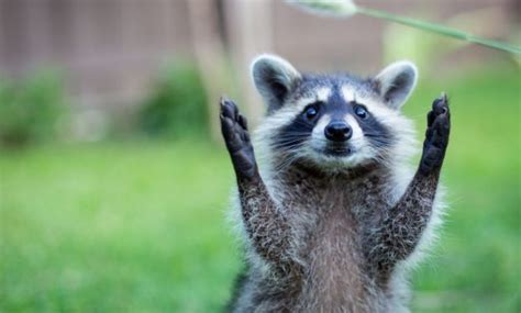 15 Intriguing Animals that Start with the Letter R