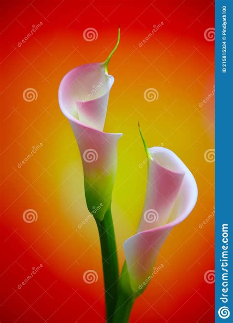 Soft And Dreamy Light Pink Calla Lilies On Colorful Abstract Background