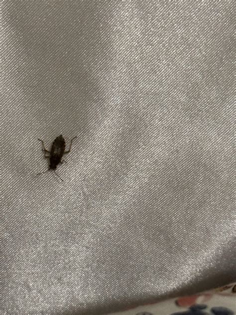 Found This On My Bed Rwhatsthisbug