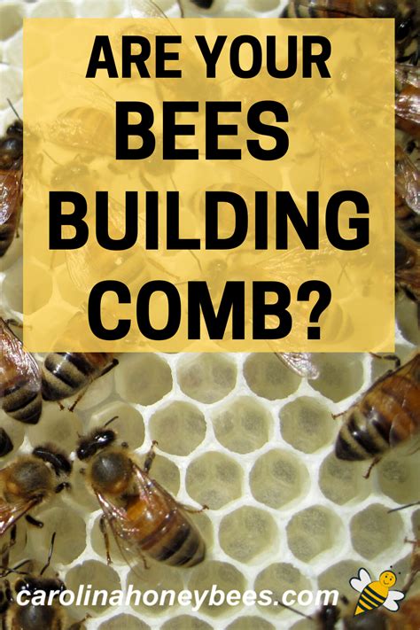 How To Get Your Bees To Build Comb Carolina Honeybees Bee Keeping