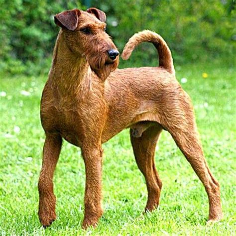 Pin By Mr Horseman On Rat Catchers Dog Breeds Irish Terrier Dogs