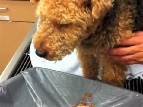Find out here how much chocolate is dangerous for your dog with this calculator. Cardiff Chocolate Toxicity Emesis 2 - YouTube