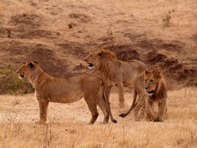 Land, Water, Both? - Animal Kingdom Phylum and Classes