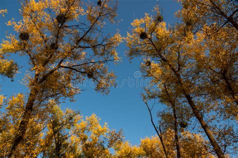 Yellow Autumn Autumn Foliage Of Trees Against The Blue Sky Stock Photo