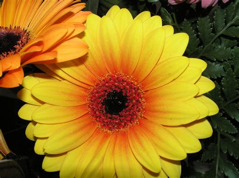 Free Images Flower Petal Botany Blooming Yellow Flora Gerbera