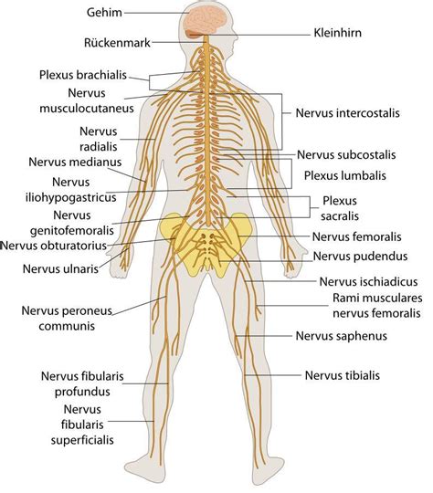 Da der hausarzt der behandelnde arzt ist, welcher mit der krankengeschichte seines oder seiner patientin vertraut ist, muss er gleichermaßen die behandlung durch die fachärzte koordinieren. 54 HQ Pictures Wann Zum Neurologen / Nervenarzt Facharzt ...