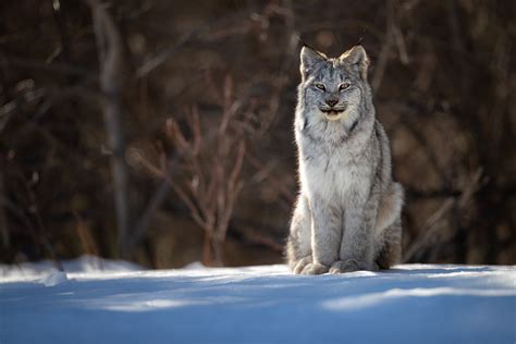 presence of the canada lynx — yellowstone and grand teton photography tours revealed in nature