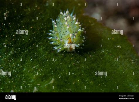 Little Leaf Sheep Nudibranch Costasiella Kuroshimae Stock Photo Alamy