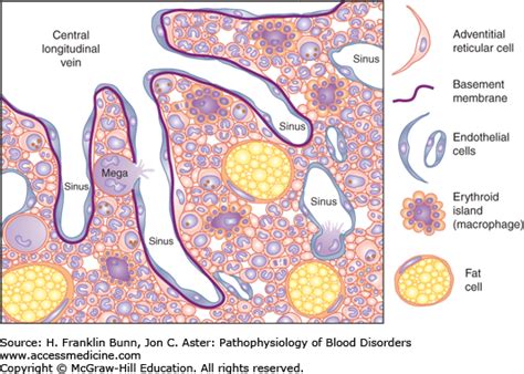 Bone Marrow Types Structure And Functions