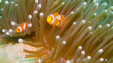 Orange Tropical Nemo Fish Hiding Anemone Stock Footage Video 100