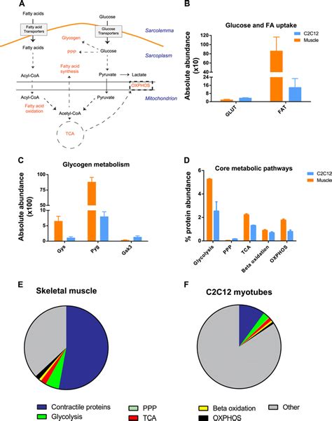 A proteomic view of skeletal muscle metabolism. A, Schematic
