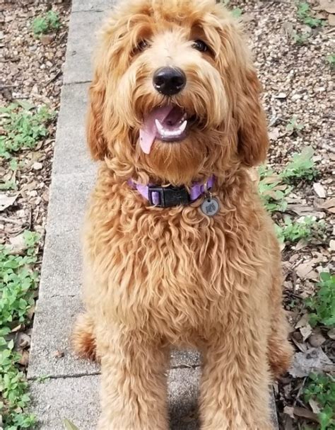 Use the search tool below and browse adoptable labradoodles! Labradoodle Puppies For Sale | Labradoodles of Logan Ranch