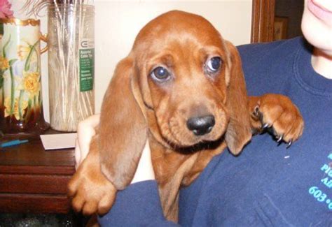 Redbone coonhound puppies for sale. Redbone Coonhound Puppies For Sale | Portland, ME #238208