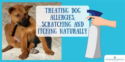 Stop Dog Allergies Scratching And Itching Naturally