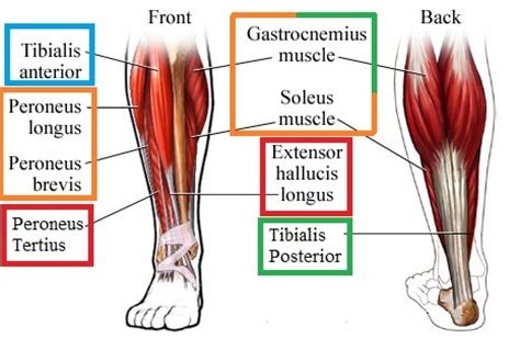 This video identifies all muscles of the lower leg. May | 2012 | walkwellstaywell