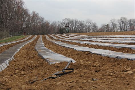 Stony Hill Farms Csa Laying Plastic Mulch Beds