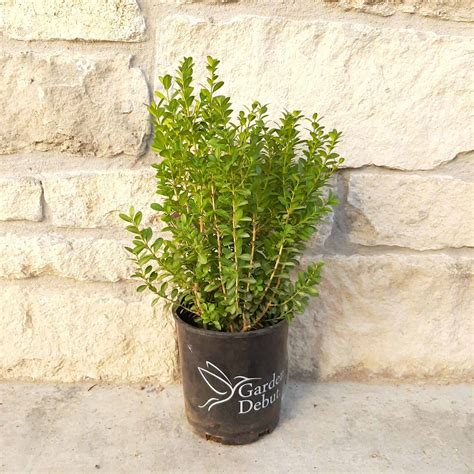 Baby Gem Boxwood 2 Container Grimms Gardens