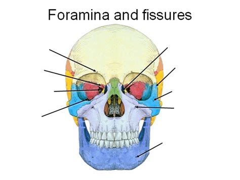 External Skull Anterior Foramina And Fissures Diagram Quizlet