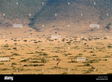 African Savanna Golden Plains With Animals Masai Mara Game Reserve