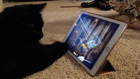 First, its content library is huge; Cat playing with iPad mouse app - YouTube