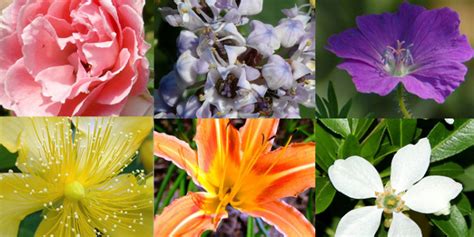 Cacti need less watering than other houseplants due to their thick succulent stems. 15 Plants That Don't Need Water - Groomed Home