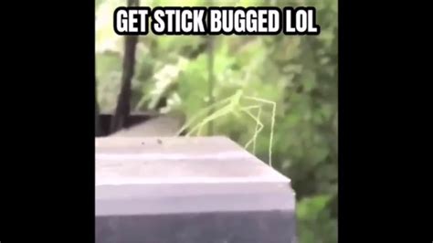 Get Stick Bugged Lol Loop Youtube