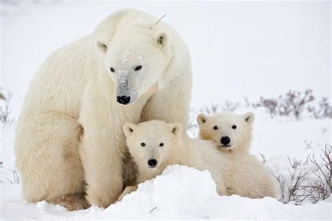 How Do Polar Bears Reproduce Mating Pregnancy And Birth