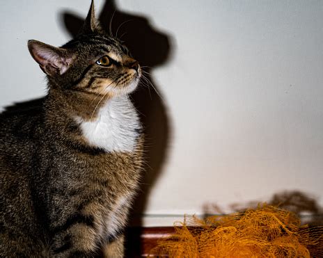 After your cat has given birth, mum will normally bite through the umbilical cord, but your help might be needed again if she doesn't. A Cat Is Giving Birth Stock Photo - Download Image Now ...