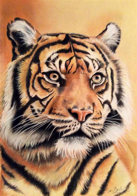Great How To Draw A Picture Of A Tiger In The Year 2023 Learn More Here