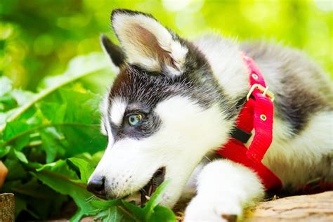 Premium Photo Cute Small Puppy Of Siberian Husky In A Red Dog Leash