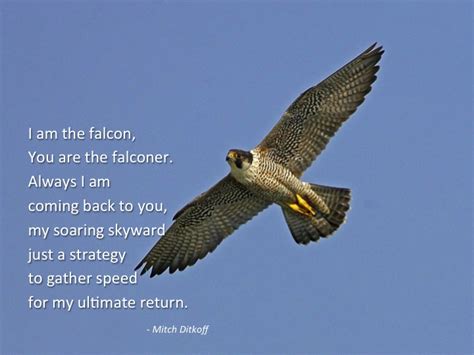 Here are a few falcon quotes. Quotes About Falcons. QuotesGram