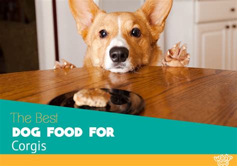 What is the best dog food for a corgi? Best Dog Food for Corgis - Reviews and Top Picks for 2020