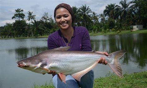 Lake ranu grati, pasuruan picture: 15 Spesies Ikan Air Tawar Terbaik Negara (part 1) - Umpan