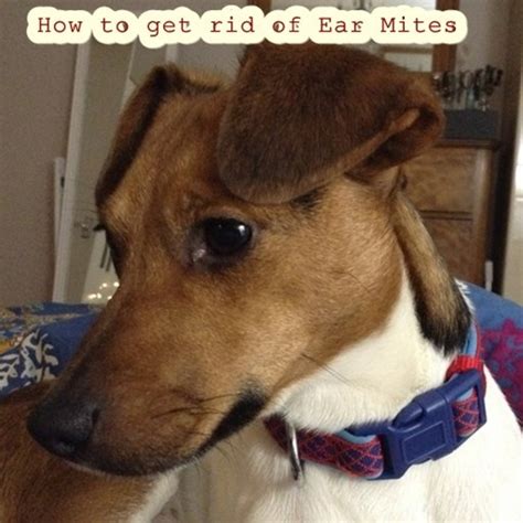 How do i treat ear mites? Pet Ear Mites: Diagnosis, Symptoms, Treatments | PetHelpful