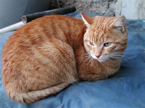 Check spelling or type a new query. All about cats: Are all orange cats male?