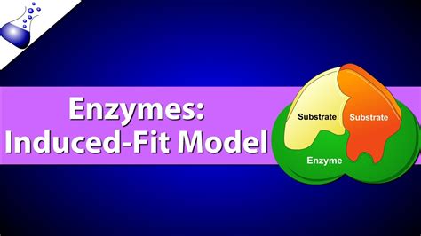 Enzymes The Induced Fit Model Youtube