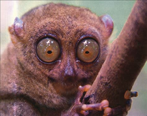 Small Primate Big Eyes Cataract And Other Lens Disorders Jama
