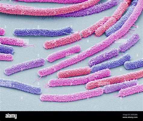 Bacillus Megaterium Bakterielle Kolonie Farbig Scanning Electron