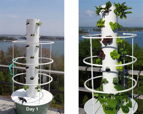 You can place them on a balcony, walkway, or wall. My Aeroponic Tower Garden at Day 17 from seed (With images ...
