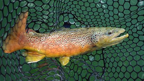 Brown Trout Pics Page 106