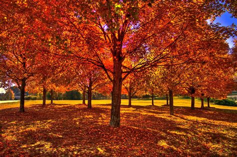Atlanta Red Maple Trees In Autumn Photograph By Reid Callaway Pixels