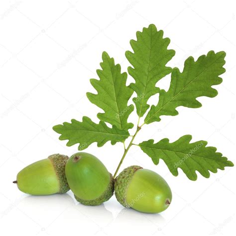 Acorns And Oak Leaf Sprig — Stock Photo © Marilyna 3521877