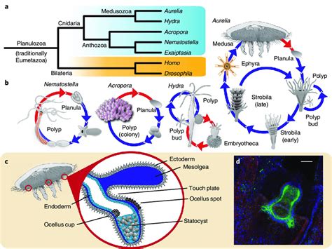 Cnidarian Relationships Life Cycles And Sensory Structures A