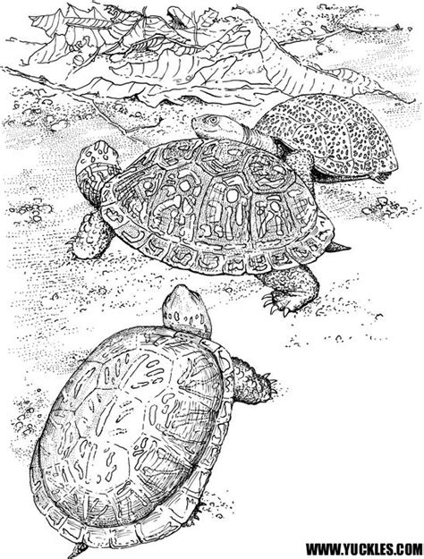 Explore 623989 free printable coloring pages for your kids and adults. Realistic Box Turtle Coloring Page Coloring Pages
